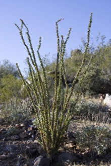 Images Dated 2nd April 2009: USA, North America, Arizona