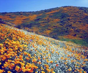 USA, North America, California