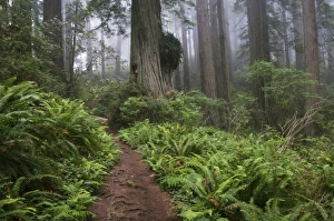 Images Dated 19th June 2007: USA, North America, California