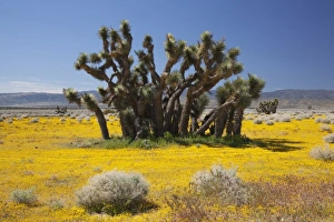 USA, North America, California