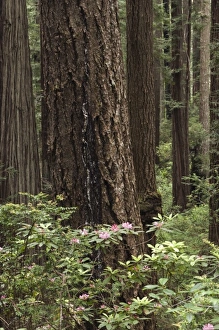 USA, North America, California