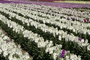 USA, North America, California