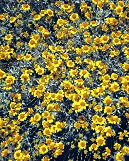 USA, North America, California