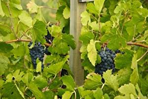USA, North America, California