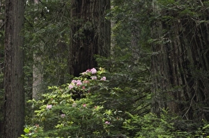 USA, North America, California