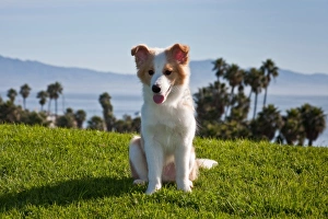 Images Dated 27th December 2011: USA, North America, California