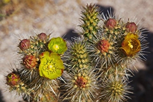 USA, North America, California