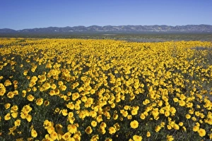 Images Dated 3rd April 2011: USA, North America, California