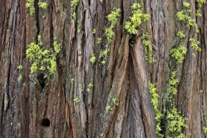 USA, North America, California