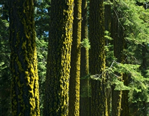 Images Dated 4th August 2010: USA, North America, California
