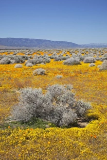 USA, North America, California