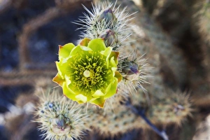 USA, North America, California