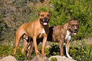 USA, North America, California
