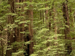 Images Dated 18th May 2009: USA, North America, California