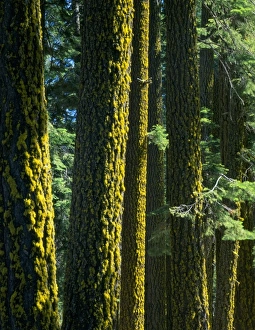 Images Dated 4th August 2010: USA, North America, California