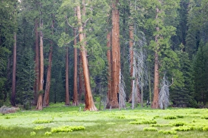 Images Dated 8th June 2006: USA, North America, California