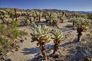Images Dated 7th April 2011: USA, North America, California