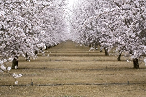 Images Dated 8th March 2007: USA, North America, California