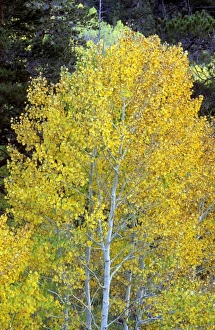 USA, North America, California