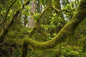 USA, North America, California