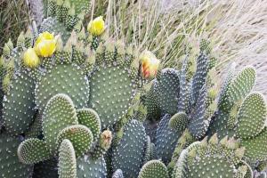 USA, North America, California