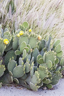 Images Dated 9th April 2011: USA, North America, California