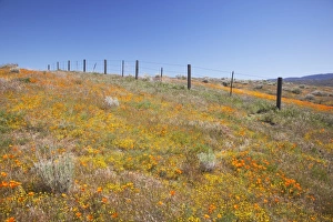 Images Dated 4th April 2011: USA, North America, California