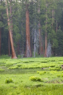 Images Dated 8th June 2006: USA, North America, California