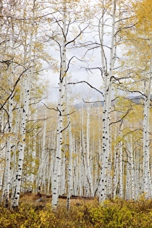 Images Dated 30th September 2009: USA, North America, Colorado