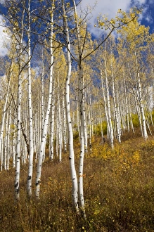 USA, North America, Colorado