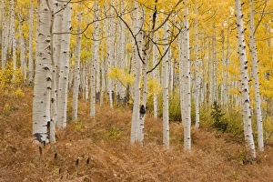 USA, North America, Colorado