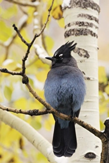 USA, North America, Colorado