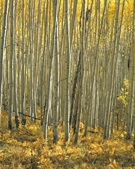 USA, North America, Colorado