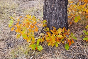 USA, North America, Colorado