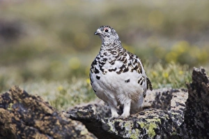 USA, North America, Colorado