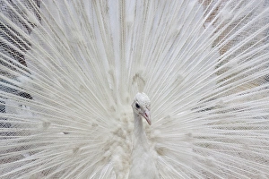 Images Dated 14th May 2010: USA; North America; Fla; White peacock in breeding plumage