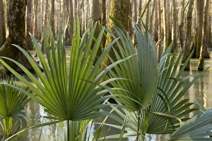 USA, North America, Florida