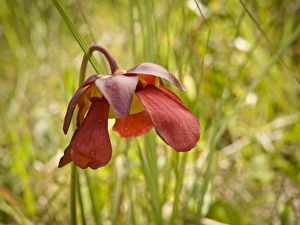 USA, North America, Florida