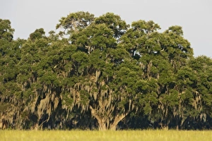 Images Dated 25th June 2009: USA, North America, Florida