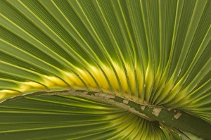 USA, North America, Florida