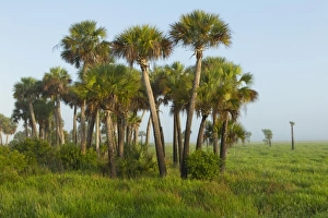 Images Dated 22nd May 2010: USA, North America, Florida