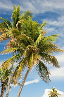 Images Dated 9th June 2009: USA, North America, Florida