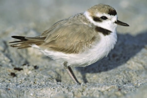 USA, North America, Florida