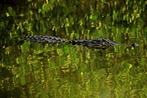 USA, North America, Florida