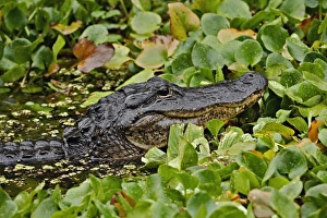 USA, North America, Florida