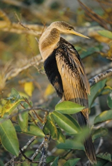 USA, North America, Florida