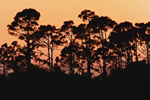 Images Dated 21st February 2005: USA, North America, Florida