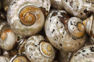 Images Dated 12th August 2012: USA; North America; Florida; Apalachicola; Colorful shells in a group