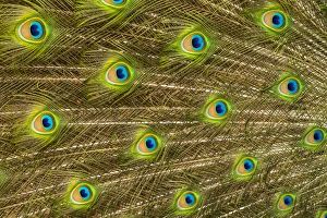 Florida Prints: USA; North America; Florida; St. Augustine; Tail feathers of male peacock during