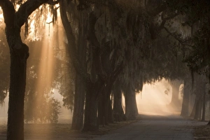 Images Dated 23rd February 2010: USA; North America; Georgia; Savannah. Early morning fog at Bethesda